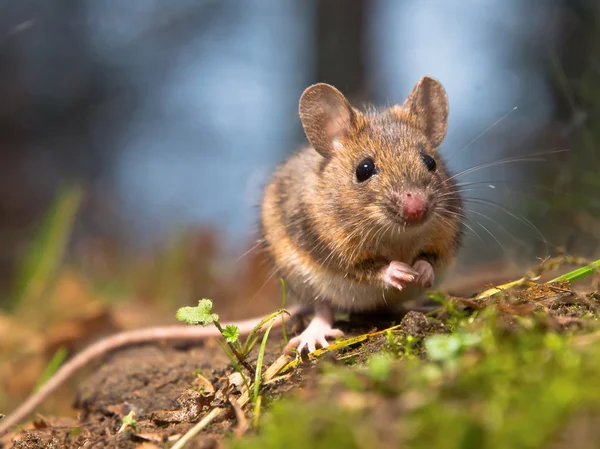 Waldmaus